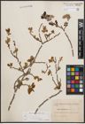 Foto von Salix cinerea subsp. atrocinerea (Brot.) Guinier